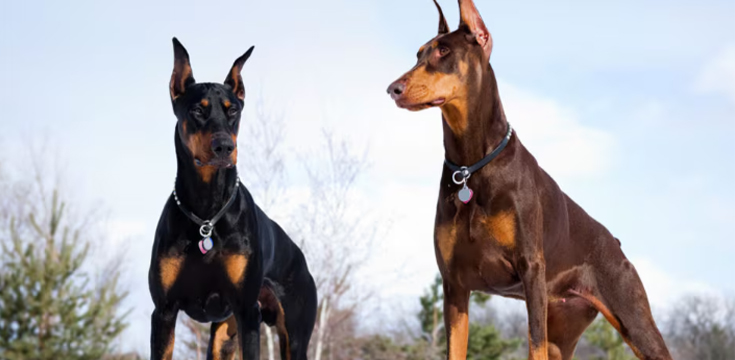 Top 5 Smartest Dog Breeds