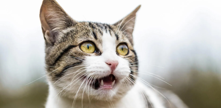 Understanding Your Cat: Decoding Feline Body Language